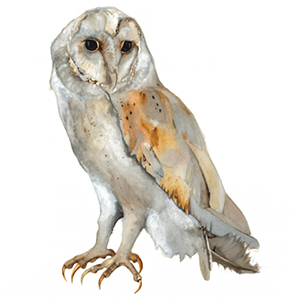 Barn Owl Print