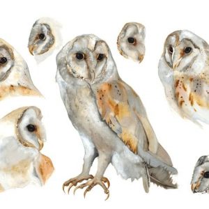 Barn Owl Study Print