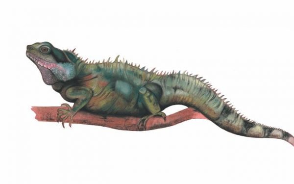 Chinese Water Dragon Print