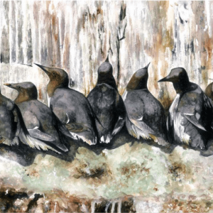 Guillemots Print