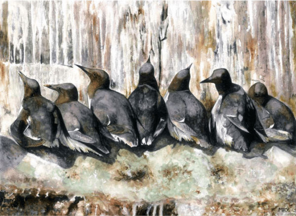 Guillemots Print