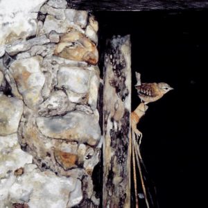 Jenny Wren Print