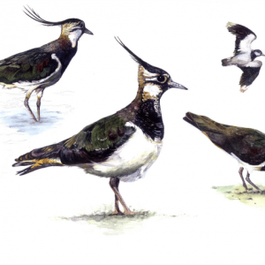 Lapwings Print