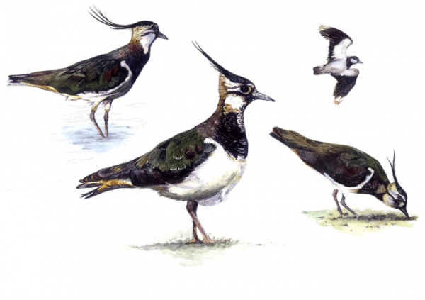 Lapwings Print