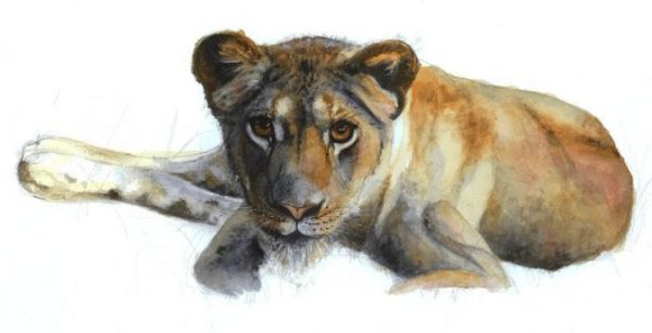 Lion Cub Print