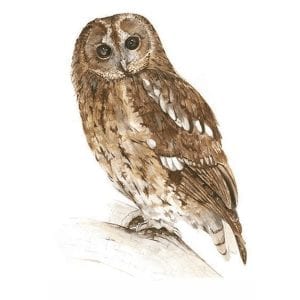 Tawny Owl Print